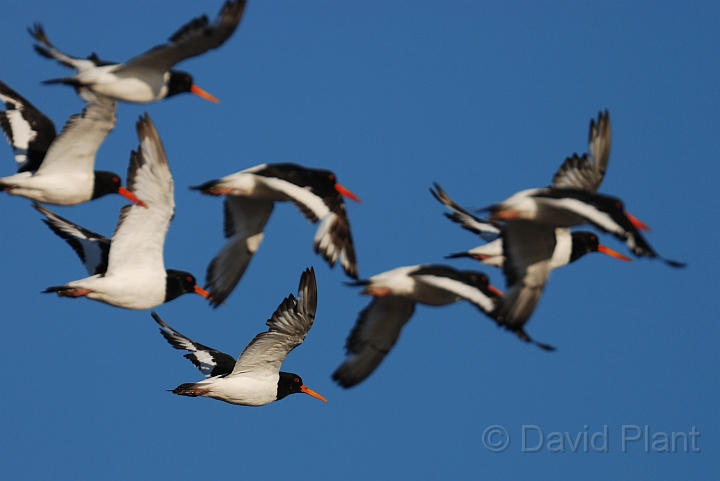 Oystercatcher - M.jpg - Oystercatchers flying - Norfolk